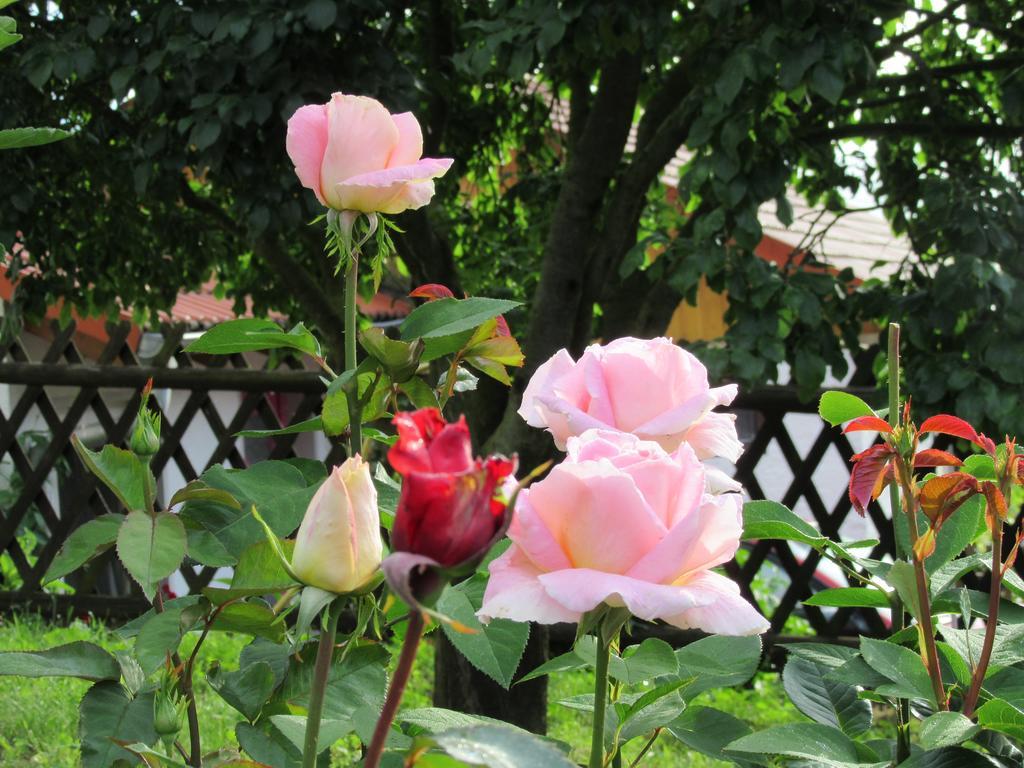 Hotel Haus Orchideental เยนา ภายนอก รูปภาพ